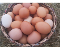 Домашние куриные яйца