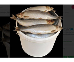 Свежая селёдка в продаже!