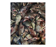 Свежая рыба