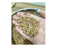 Продам гречку высокого качества — оптом и в розницу