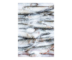 Продам рыбное сырьё для переработки