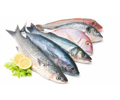 Высококачественная свежая и мороженая рыба — залог здоровья и вкусного питания