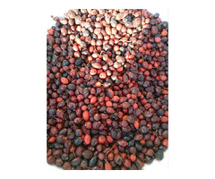 Продам шиповник