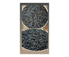 Продам ягоды Сбор сентябрь 2025 год