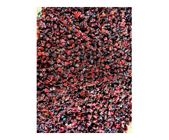 Продам ягоды Сбор сентябрь 2025 год