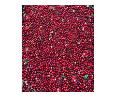 Продаю ягоды / грибы