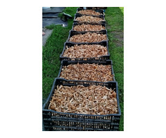 Продам соленые опята в наличии 100 кг