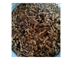 Продам соленые опята в наличии 100 кг