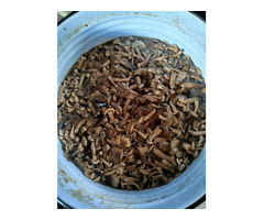 Продам соленые опята в наличии 100 кг